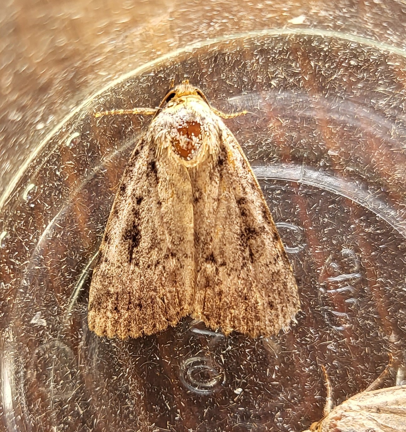 Photo of Copper Underwing (Amphipyra pyramidea)